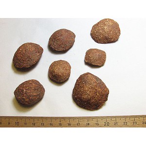 Sucupira- Nüsse fossil (7 Stück)
